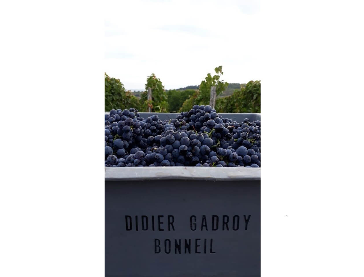 Vendanges Champagne Didier Gadroy