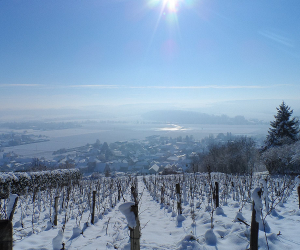 Le vignoble en Hiver à Bonneil