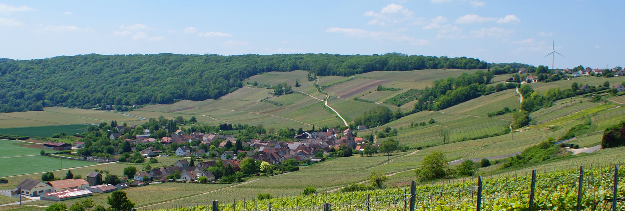 Vignoble Champagne Didier Gadroy & Fils