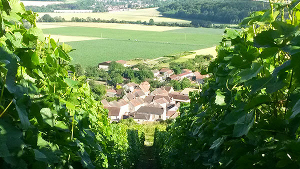 Vignoble Champagne Didier Gadroy & Fils