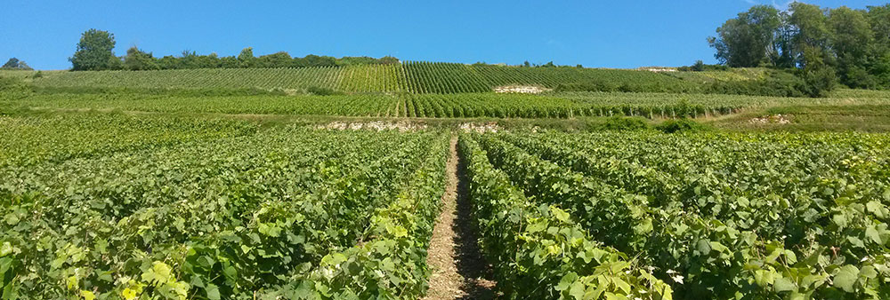 Vignoble Champagne Didier Gadroy & Fils