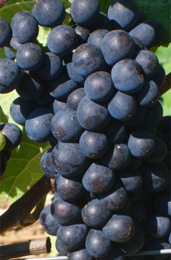 Cépage pinot meunier