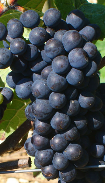 Cépage Pinot Meunier