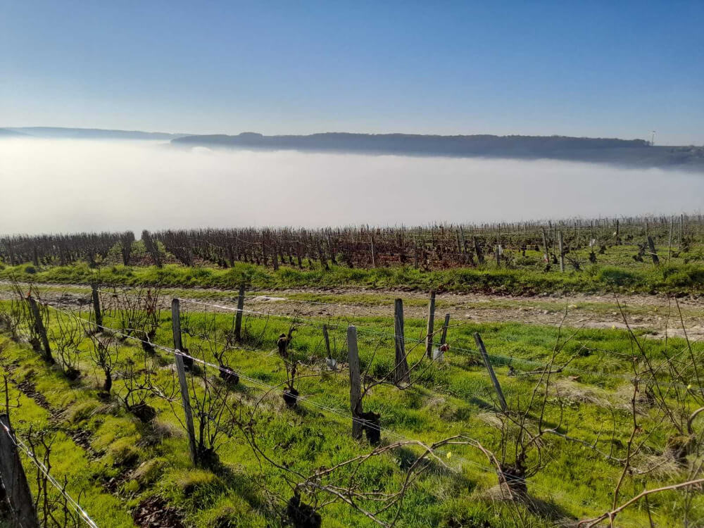 Vignoble Champagne Didier Gadroy